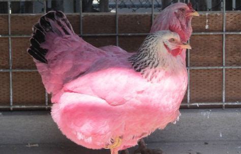 The Pink Chickens of Portland were found at Waterfront Park, March 26, 2015 (Courtesy to KOIN 6 ...