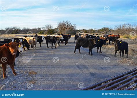 Cattle on Road stock photo. Image of ranch, livestock - 37779170