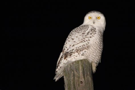 Snowy Owl - Centre County, PA by Alex Lamoreaux | Nemesis Bird