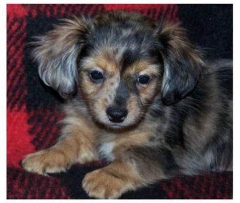 Long Hair Chiweenie Puppies For Sale - Long Hair