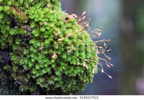 7,638 Bryophyta Images, Stock Photos & Vectors | Shutterstock