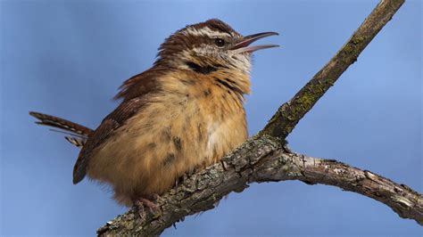 Carolina Wren | Audubon Field Guide