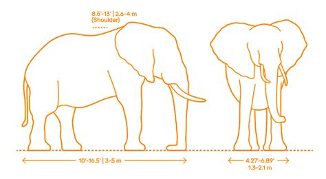 African Bush Elephant (Loxodonta africana) Dimensions & Drawings | Dimensions.com