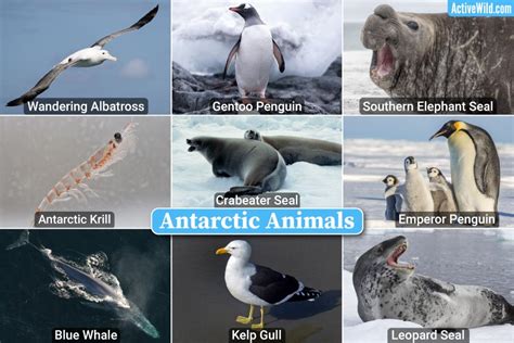 Some Unbelievable Facts About Antarctica Antarcticabo - vrogue.co