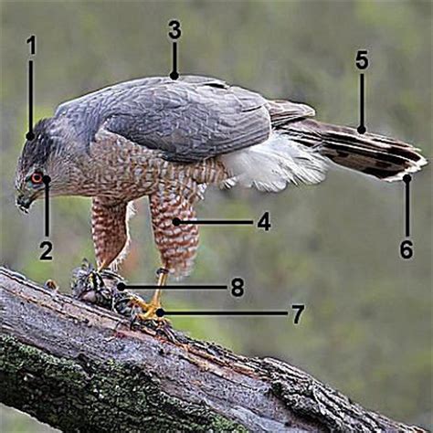 How to Make Cooper's Hawk Identification