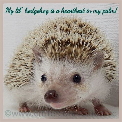 Hedgehog Quotes - ShortQuotes.cc