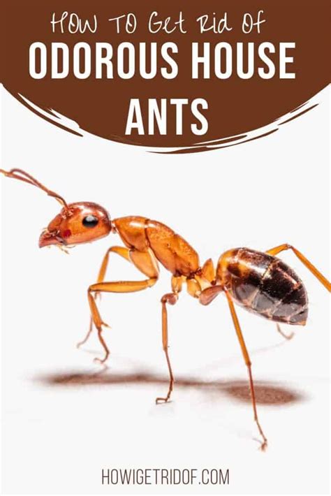 How To Get Rid Of Odorous House Ants - How I Get Rid Of