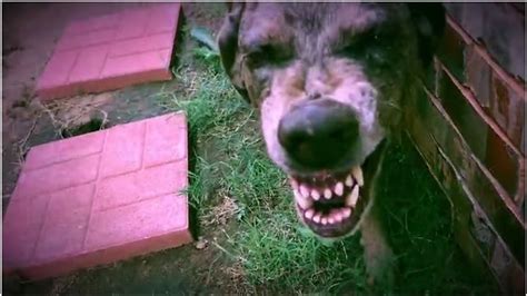 Guilty dog gets in trouble, smiles about it!