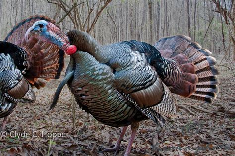 Wild Turkeys Gobbling