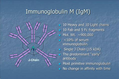 PPT - Lecture 2 Antigens, Receptors and Immunoglobulins PowerPoint Presentation - ID:323628