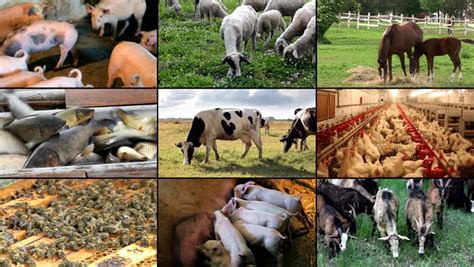 10 Most Demanding and Profitable Livestock Farming Business Ideas Worldwide