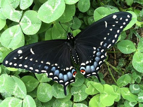 Black Swallowtail - Alabama Butterfly Atlas