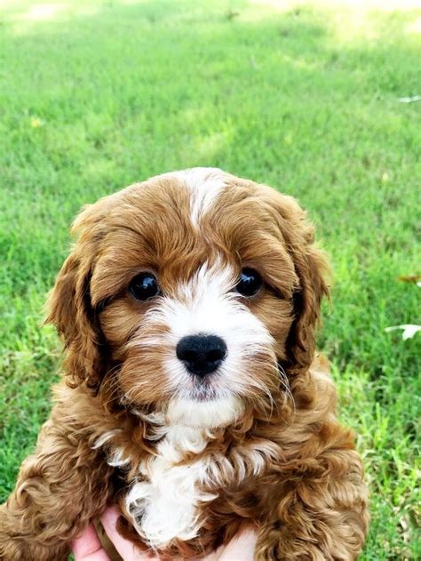 Best Cavapoo Breeders (crocketdoodle) | Cavapoo puppies, Puppies, Cavapoo