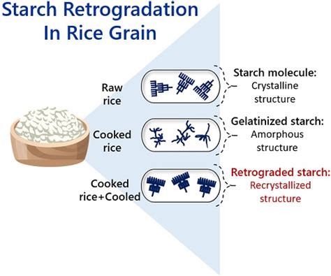 Retrogradation of Starch - Meaning, Process, Examples & Factors ...