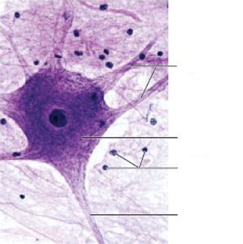 Histology of Nervous Tissue Diagram | Quizlet