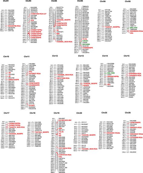 The distribution of RGH loci on the interspecific linkage map. RGH loci ...