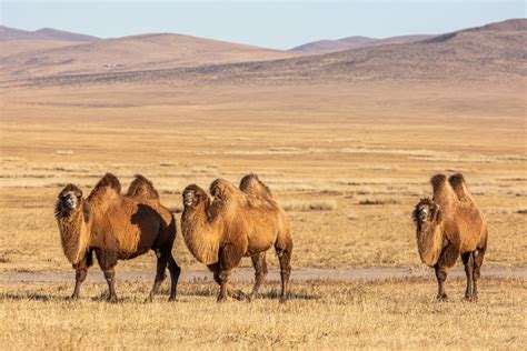 Mongolia - Steppe, Desert, Soils | Britannica