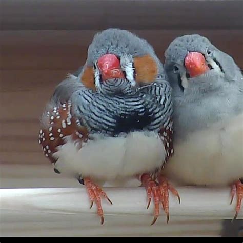 Baby Zebra Finches