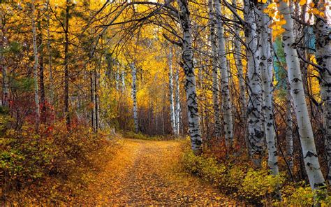 Yellow Aspen Trees Forest Wallpapers - Wallpaper Cave