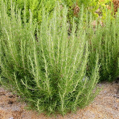 Arp Rosemary Transplant - Territorial Seed Company