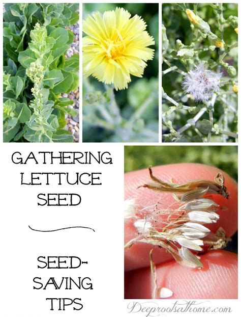 Seed Saving Tips: How To Gather High Quality Lettuce Seed