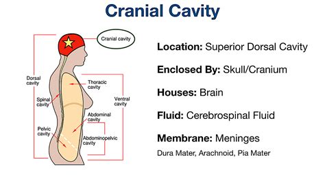 Body Cavities Labeled: Organs, Membranes, Definitions, Diagram, and Lateral View — EZmed