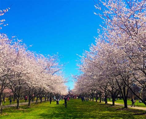 Join us for a free Cherry Blossom bike ride through Fairmount Park