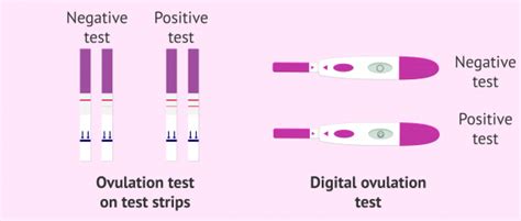 Ovulation tests - how do they work and what is their purpose?