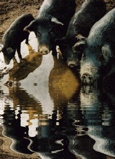 Mulefoot pig on Pinterest