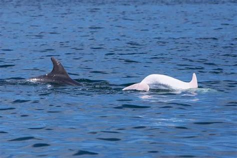 Incredibly rare albino dolphin thought to be one of just 20 in the ...