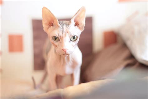 385 Cool and Quirky Hairless Cat Names - Animal Hype