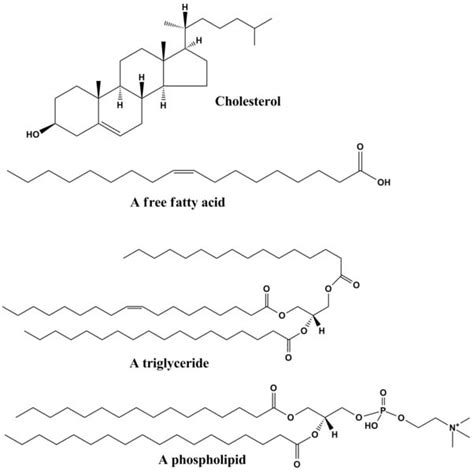 How To Draw A Lipid