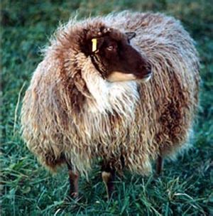 Elkhorn Icelandic Sheep | Color Genetics in Icelandic Sheep