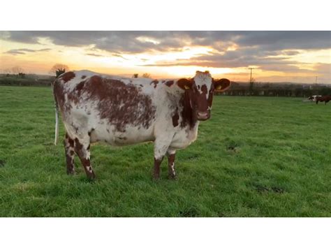 Dairy Shorthorn cattle for sale | David Clarke Livestock, Ireland