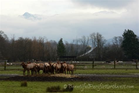 Sequim Washington Attractions. Things to do in Sequim, WA