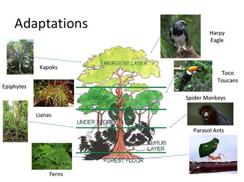 Adaptations to the Tropical Rainforest - Presentation in GCSE Geography - Get Revising