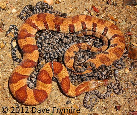 Midland Water - Graves Co. KY.....mother with her 28 babies. | Pet snake, Beautiful snakes ...