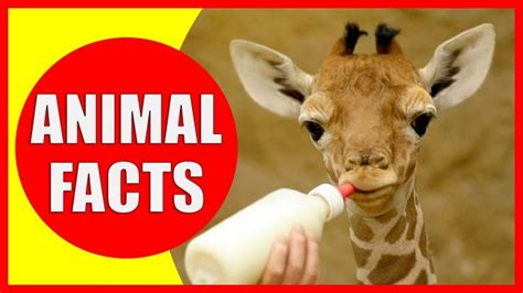 Fun Facts About Animals | FunFacToday.com