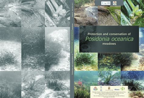 (PDF) Protection and Conservation of Posidonia oceanica Meadows