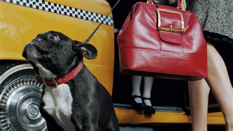 Get to Know Dogxi, the New Taxi Service for Dogs