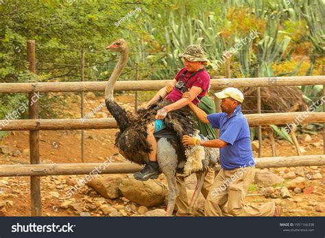 2,850 Ostrich Farm South Africa Images, Stock Photos & Vectors ...