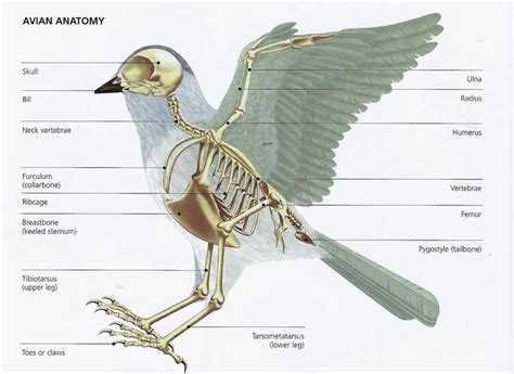 bird anatomy | Bird, Anatomy, Anatomy for artists