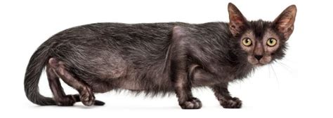 The Spellbinding Lykoi Cat Breed | Lelu & Bobo