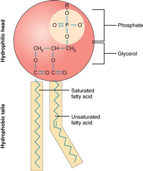 Lipid Types and Structures – Nutrition: Science and Everyday Application, v. 1.0