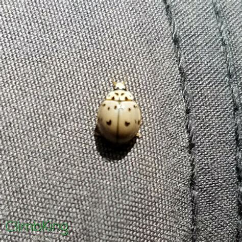 White Ladybug With Two Heart Shaped Spots : r/oddlysatisfying