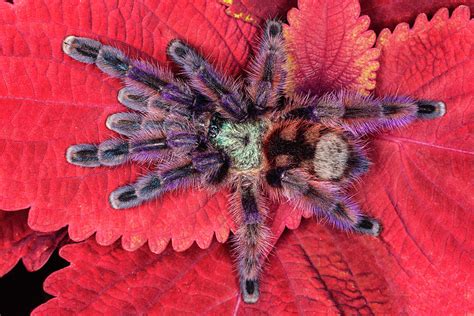 Chilean Rose Haired Tarantula Photograph by Adam Jones