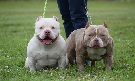 BEST POCKET AMERICAN BULLY STUDS 2019 | BULLY KING MAGAZINE | VENOMLIN American Bully Kennels ...