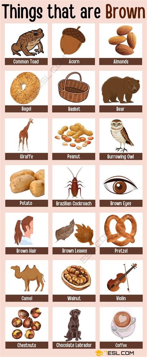 153 Popular Things that Are Brown in English • 7ESL