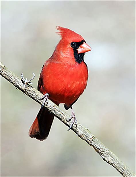 Bird In Everything: Northern Cardinal Bird