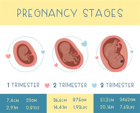 Pregnancy stages on Behance